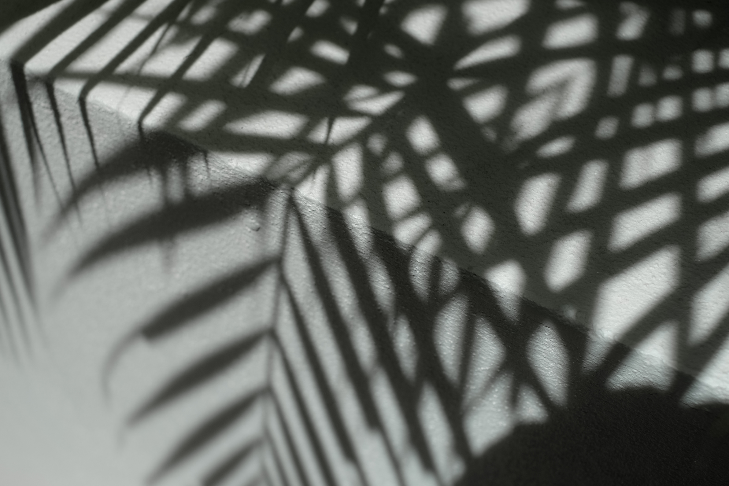 Shadows of Palm Leaves 